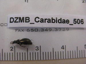  ( - DZMB_Carabidae_0506)  @12 [ ] CreativeCommons - Attribution Non-Commercial Share-Alike (2016) Michael Raupach DZMB / Senckenberg am Meer