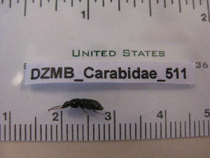  ( - DZMB_Carabidae_0511)  @12 [ ] CreativeCommons - Attribution Non-Commercial Share-Alike (2016) Michael Raupach DZMB / Senckenberg am Meer