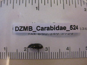  ( - DZMB_Carabidae_0524)  @12 [ ] CreativeCommons - Attribution Non-Commercial Share-Alike (2016) Michael Raupach DZMB / Senckenberg am Meer