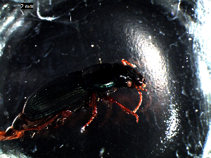  ( - DZMB_Carabidae_0022)  @12 [ ] CreativeCommons - Attribution Share-Alike (2016) Michael Raupach DZMB / Senckenberg am Meer