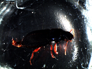  ( - DZMB_Carabidae_0023)  @12 [ ] CreativeCommons - Attribution Share-Alike (2016) Michael Raupach DZMB / Senckenberg am Meer