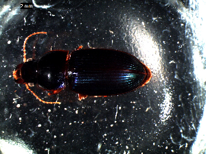  ( - DZMB_Carabidae_0042)  @12 [ ] CreativeCommons - Attribution Share-Alike (2016) Michael Raupach DZMB / Senckenberg am Meer