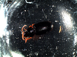  ( - DZMB_Carabidae_0057)  @12 [ ] CreativeCommons - Attribution Share-Alike (2016) Michael Raupach DZMB / Senckenberg am Meer