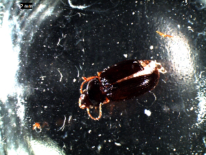  ( - DZMB_Carabidae_0059)  @12 [ ] CreativeCommons - Attribution Share-Alike (2016) Michael Raupach DZMB / Senckenberg am Meer