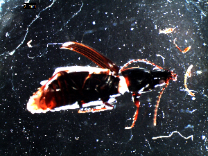  ( - DZMB_Carabidae_0069)  @12 [ ] CreativeCommons - Attribution Share-Alike (2016) Michael Raupach DZMB / Senckenberg am Meer