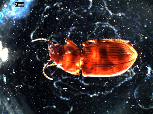  ( - DZMB_Carabidae_0121)  @12 [ ] CreativeCommons - Attribution Share-Alike (2016) Michael Raupach DZMB / Senckenberg am Meer