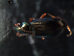  ( - DZMB_Carabidae_0282)  @12 [ ] CreativeCommons - Attribution Share-Alike (2015) Michael Raupach DZMB / Senckenberg am Meer