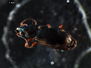  ( - DZMB_Carabidae_0284)  @12 [ ] CreativeCommons - Attribution Share-Alike (2015) Michael Raupach DZMB / Senckenberg am Meer