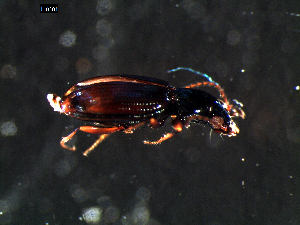  ( - DZMB_Carabidae_0290)  @12 [ ] CreativeCommons - Attribution Share-Alike (2015) Michael Raupach DZMB / Senckenberg am Meer