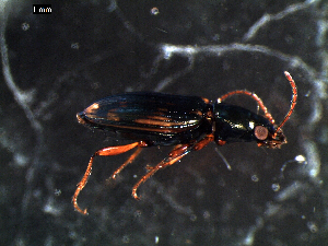  ( - DZMB_Carabidae_0292)  @13 [ ] CreativeCommons - Attribution Share-Alike (2015) Michael Raupach DZMB / Senckenberg am Meer