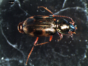  ( - DZMB_Carabidae_0293)  @13 [ ] CreativeCommons - Attribution Share-Alike (2015) Michael Raupach DZMB / Senckenberg am Meer