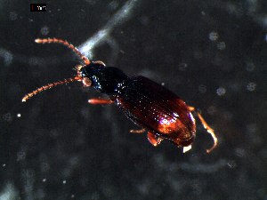  ( - DZMB_Carabidae_0298)  @12 [ ] CreativeCommons - Attribution Share-Alike (2015) Michael Raupach DZMB / Senckenberg am Meer