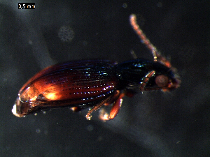  ( - DZMB_Carabidae_0299)  @12 [ ] CreativeCommons - Attribution Share-Alike (2015) Michael Raupach DZMB / Senckenberg am Meer