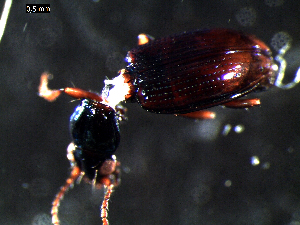  ( - DZMB_Carabidae_0301)  @12 [ ] CreativeCommons - Attribution Share-Alike (2015) Michael Raupach DZMB / Senckenberg am Meer