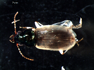  ( - DZMB_Carabidae_0316)  @12 [ ] CreativeCommons - Attribution Share-Alike (2015) Michael Raupach DZMB / Senckenberg am Meer