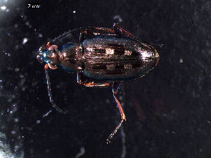  ( - DZMB_Carabidae_0322)  @12 [ ] CreativeCommons - Attribution Share-Alike (2015) Michael Raupach DZMB / Senckenberg am Meer