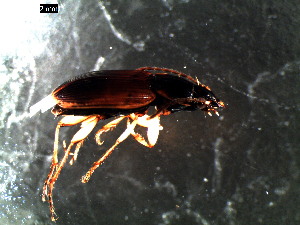  ( - DZMB_Carabidae_0356)  @12 [ ] CreativeCommons - Attribution Share-Alike (2016) Michael Raupach DZMB / Senckenberg am Meer