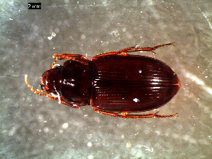  ( - DZMB_Carabidae_0376)  @12 [ ] CreativeCommons - Attribution Share-Alike (2016) Michael Raupach DZMB / Senckenberg am Meer