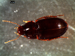  ( - DZMB_Carabidae_0377)  @12 [ ] CreativeCommons - Attribution Share-Alike (2016) Michael Raupach DZMB / Senckenberg am Meer