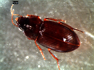  ( - DZMB_Carabidae_0378)  @12 [ ] CreativeCommons - Attribution Share-Alike (2016) Michael Raupach DZMB / Senckenberg am Meer