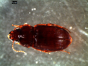  ( - DZMB_Carabidae_0379)  @12 [ ] CreativeCommons - Attribution Share-Alike (2016) Michael Raupach DZMB / Senckenberg am Meer