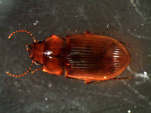  ( - DZMB_Carabidae_0380)  @13 [ ] CreativeCommons - Attribution Share-Alike (2016) Michael Raupach DZMB / Senckenberg am Meer