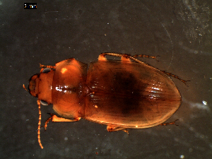  ( - DZMB_Carabidae_0382)  @12 [ ] CreativeCommons - Attribution Share-Alike (2016) Michael Raupach DZMB / Senckenberg am Meer