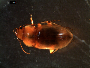  ( - DZMB_Carabidae_0383)  @12 [ ] CreativeCommons - Attribution Share-Alike (2016) Michael Raupach DZMB / Senckenberg am Meer