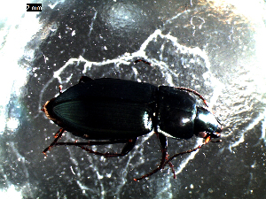  ( - DZMB_Carabidae_0387)  @12 [ ] CreativeCommons - Attribution Share-Alike (2016) Michael Raupach DZMB / Senckenberg am Meer