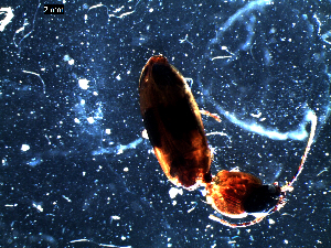  ( - DZMB_Carabidae_0399)  @12 [ ] CreativeCommons - Attribution Share-Alike (2016) Michael Raupach DZMB / Senckenberg am Meer