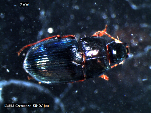  ( - DZMB_Carabidae_0407)  @12 [ ] CreativeCommons - Attribution Share-Alike (2016) Michael Raupach DZMB / Senckenberg am Meer