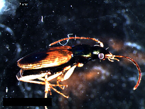  ( - DZMB_Carabidae_0411)  @12 [ ] CreativeCommons - Attribution Share-Alike (2016) Michael Raupach DZMB / Senckenberg am Meer