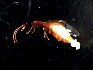  ( - DZMB_Carabidae_0420)  @12 [ ] CreativeCommons - Attribution Share-Alike (2016) Michael Raupach DZMB / Senckenberg am Meer