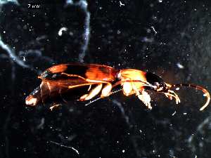  ( - DZMB_Carabidae_0421)  @12 [ ] CreativeCommons - Attribution Share-Alike (2016) Michael Raupach DZMB / Senckenberg am Meer