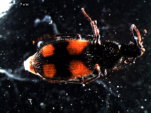  ( - DZMB_Carabidae_0422)  @12 [ ] CreativeCommons - Attribution Share-Alike (2016) Michael Raupach DZMB / Senckenberg am Meer