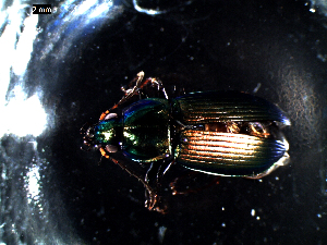  ( - DZMB_Carabidae_0428)  @12 [ ] CreativeCommons - Attribution Share-Alike (2016) Michael Raupach DZMB / Senckenberg am Meer