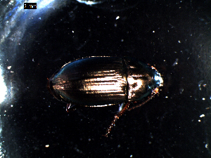  ( - DZMB_Carabidae_0429)  @12 [ ] CreativeCommons - Attribution Share-Alike (2016) Michael Raupach DZMB / Senckenberg am Meer