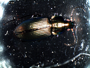  ( - DZMB_Carabidae_0430)  @12 [ ] CreativeCommons - Attribution Share-Alike (2016) Michael Raupach DZMB / Senckenberg am Meer