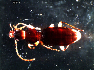  ( - DZMB_Carabidae_0448)  @12 [ ] CreativeCommons - Attribution Non-Commercial Share-Alike (2017) Michael Raupach Carl von Ossietzky University