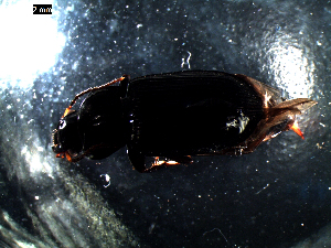  ( - DZMB_Carabidae_0449)  @12 [ ] CreativeCommons - Attribution Non-Commercial Share-Alike (2016) Michael Raupach DZMB / Senckenberg am Meer