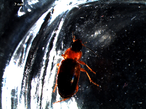  ( - DZMB_Carabidae_0460)  @12 [ ] CreativeCommons - Attribution Non-Commercial Share-Alike (2016) Michael Raupach DZMB / Senckenberg am Meer