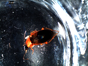  ( - DZMB_Carabidae_0461)  @12 [ ] CreativeCommons - Attribution Non-Commercial Share-Alike (2016) Michael Raupach DZMB / Senckenberg am Meer