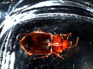  ( - DZMB_Carabidae_0462)  @12 [ ] CreativeCommons - Attribution Non-Commercial Share-Alike (2016) Michael Raupach DZMB / Senckenberg am Meer