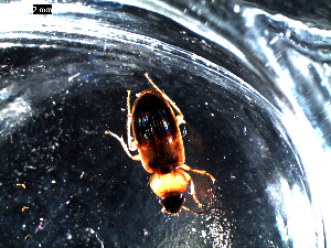  ( - DZMB_Carabidae_0464)  @12 [ ] CreativeCommons - Attribution Non-Commercial Share-Alike (2016) Michael Raupach DZMB / Senckenberg am Meer