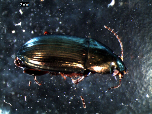  ( - DZMB_Carabidae_0469)  @12 [ ] CreativeCommons - Attribution Non-Commercial Share-Alike (2016) Michael Raupach DZMB / Senckenberg am Meer