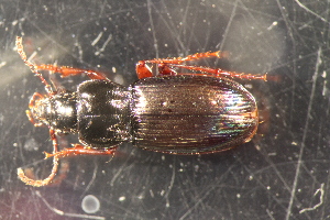  (Pterostichus jurinei - DZMB_Carabidae_0590)  @13 [ ] CreativeCommons - Attribution Non-Commercial Share-Alike (2017) Michael Raupach Carl von Ossietzky University