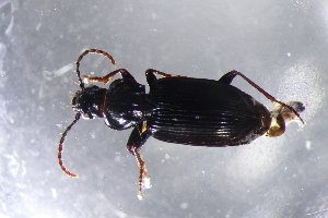  ( - DZMB_Carabidae_0669)  @12 [ ] CreativeCommons - Attribution Non-Commercial Share-Alike (2017) Michael Raupach Carl von Ossietzky University