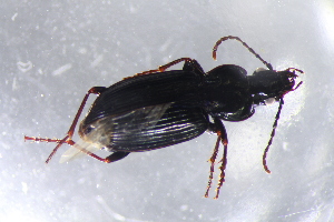  ( - DZMB_Carabidae_0670)  @13 [ ] CreativeCommons - Attribution Non-Commercial Share-Alike (2017) Michael Raupach Carl von Ossietzky University