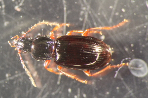  ( - DZMB_Carabidae_0681)  @12 [ ] CreativeCommons - Attribution Non-Commercial Share-Alike (2017) Michael Raupach Carl von Ossietzky University