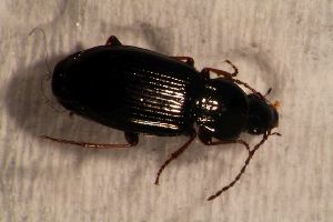  ( - DZMB_Carabidae_0689)  @12 [ ] CreativeCommons - Attribution Non-Commercial Share-Alike (2017) Michael Raupach Carl von Ossietzky University